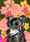 Chihuahua Greetings Card (7x5 inches)