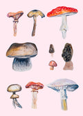 Field Guide Mushrooms Greetings Card (7x5 inches)