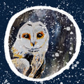 Winter Owl 2 Greetings Card (5.5x5.5 inches)